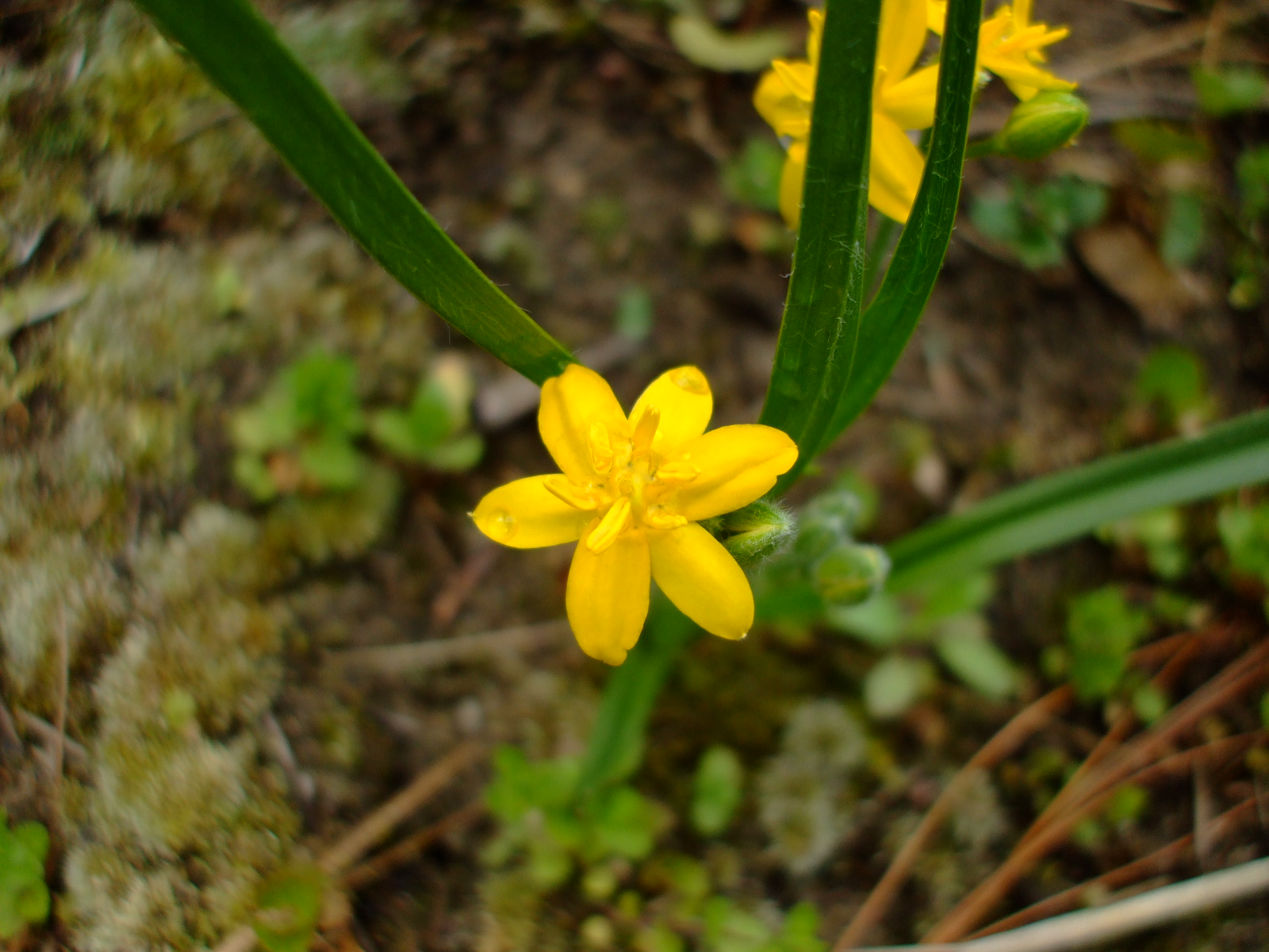 Hypoxis hirsuta